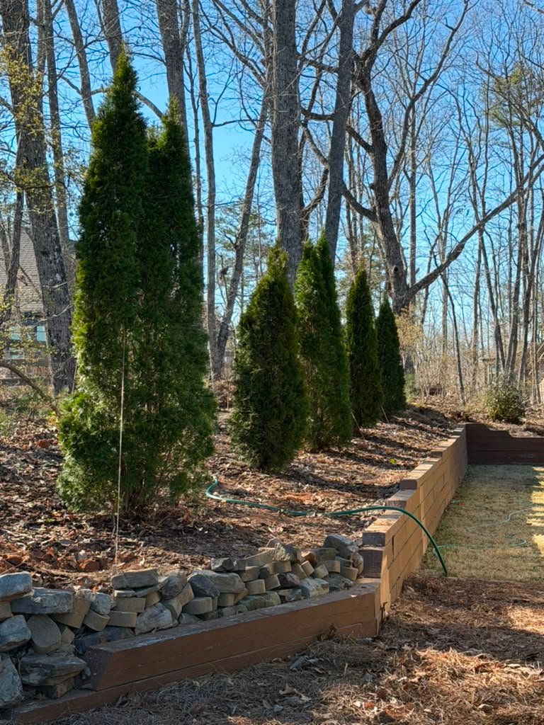 Detailed lawn edging beside a landscape area